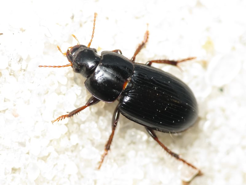 Carabidae Latreille, 1802